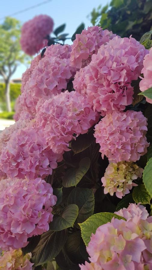 Appartamento Modenese 8 Peschiera del Garda Bagian luar foto